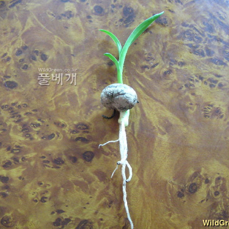 문주란(Crinum asiaticum var. japonicum Baker) : 파랑새