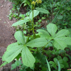 도깨비부채(Rodgersia podophylla A.Gray) : 통통배