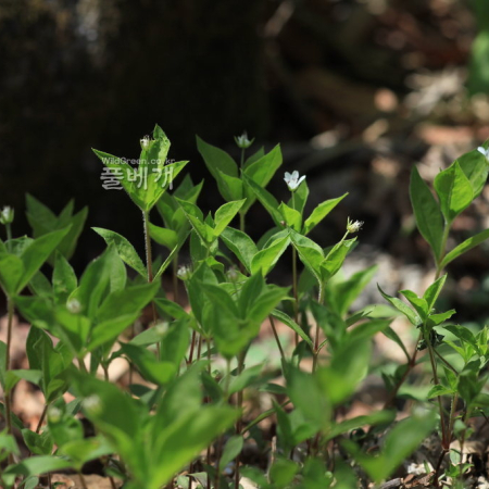 숲개별꽃(Pseudostellaria setulosa Ohwi) : 카르마