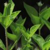 숲개별꽃(Pseudostellaria setulosa Ohwi) : 카르마