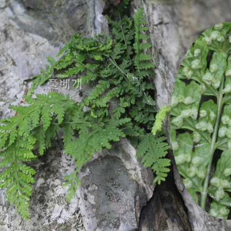만주우드풀(Woodsia manchuriensis Hook.) : 무심거사