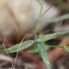 좀물뚝새(Sacciolepis indica (L.) Chase) : 산들꽃