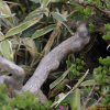 섬매발톱나무(Berberis amurensis var. quelpaertensis Nakai) : 통통배
