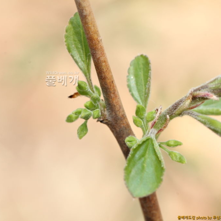 돌갈매나무(Rhamnus parvifolia Bunge) : 무심거사