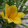 애기원추리(Hemerocallis minor Mill.) : 꽃사랑