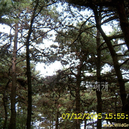 리기다소나무(Pinus rigida Mill.) : 현촌