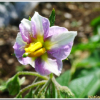 감자(Solanum tuberosum L.) : 추풍