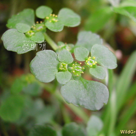 가지괭이눈(Chrysosplenium ramosum Maxim.) : 벼루