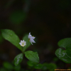참기생꽃(Trientalis europaea L.) : 곰배령