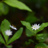 참기생꽃(Trientalis europaea L.) : 곰배령