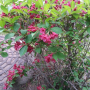 붉은병꽃나무 : 눈송이