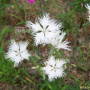 흰술패랭이꽃 : 들국화