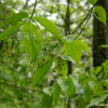 참회나무(Euonymus oxyphyllus Miq.) : 설뫼