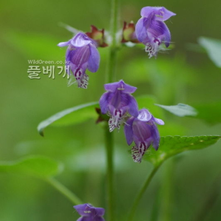 벌깨덩굴(Meehania urticifolia (Miq.) Makino) : 벼루