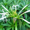 문주란(Crinum asiaticum var. japonicum Baker) : 부석