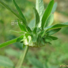 긴담배풀(Carpesium divaricatum Siebold & Zucc.) : 산들꽃