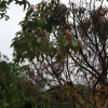 녹나무(Cinnamomum camphora (L.) J.Presl) : 봄까치꽃