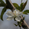 양벚나무(Prunus avium L.) : 설뫼