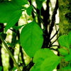 푼지나무(Celastrus flagellaris Rupr.) : 바지랑대