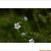 선이질풀(Geranium krameri Franch. & Sav.) : 봄까치꽃