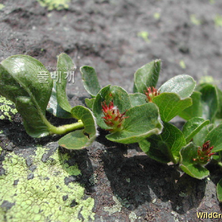콩버들(Salix nummularia Andersson) : 벼루
