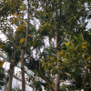 육계나무(Cinnamomum loureirii) : 설뫼*