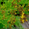 서양고추나물(Hypericum perforatum L.) : 설뫼*
