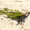 나사말(Vallisneria natans (Lour.) H.Hara) : kplant1
