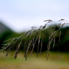 능수참새그령(Eragrostis curvula (Schrad.) Nees) : 고들빼기
