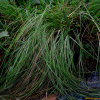 능수참새그령(Eragrostis curvula (Schrad.) Nees) : 고들빼기