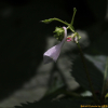 꼬마물봉선(Impatiens violascens B.U.Oh & Y.Y. Kim) : 산들꽃