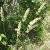 도랭이피(Koeleria macrantha (Ledeb.) Schult.) : 산들꽃