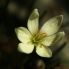 흰꽃나도사프란(Zephyranthes candida (Lindl.) Herb.) : 꽃천사