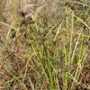 알방동사니(Cyperus difformis L.) : 塞翁之馬