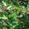 푸른가막살(Viburnum japonicum (Thunb.) Sprengel) : 박용석