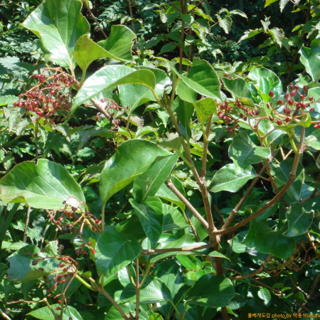 푸른가막살(Viburnum japonicum (Thunb.) Sprengel) : 박용석