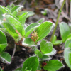 콩버들(Salix nummularia Andersson) : 벼루