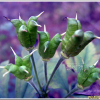 진범(Aconitum pseudolaeve Nakai) : 무심거사