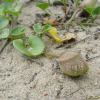 갯메꽃(Calystegia soldanella (L.) Roem. & Schultb.) : 통통배