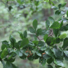 떡윤노리나무(Pourthiaea villosa var. brunnea (H.Lev.) Nakai) : 카르마