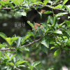 떡윤노리나무(Pourthiaea villosa var. brunnea (H.Lev.) Nakai) : 카르마