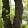 설탕단풍(Acer saccharum Marsh.) : 파랑새