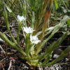 흰그늘용담(Gentiana chosenica Okuyama) : Hanultari