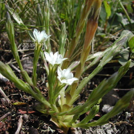 흰그늘용담(Gentiana chosenica Okuyama) : 벼루