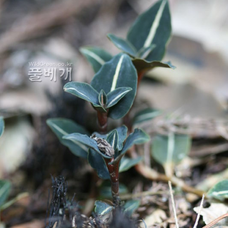 털사철란(Goodyera velutina Maxim. ex Regel) : 풀잎사랑
