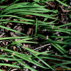 달래(Allium monanthum Maxim.) : 산들꽃