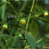 긴담배풀(Carpesium divaricatum Siebold & Zucc.) : 마리미