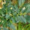 사스레피나무(Eurya japonica Thunb.) : 봄까치꽃