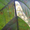 옻나무(Toxicodendron vernicifluum (Stokes) F.A.Barkley) : 산들꽃
