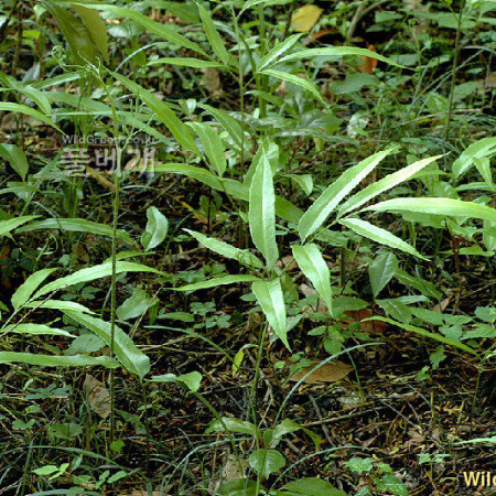 가지고비고사리(Coniogramme japonica (Thunb.) Diels) : 벼루